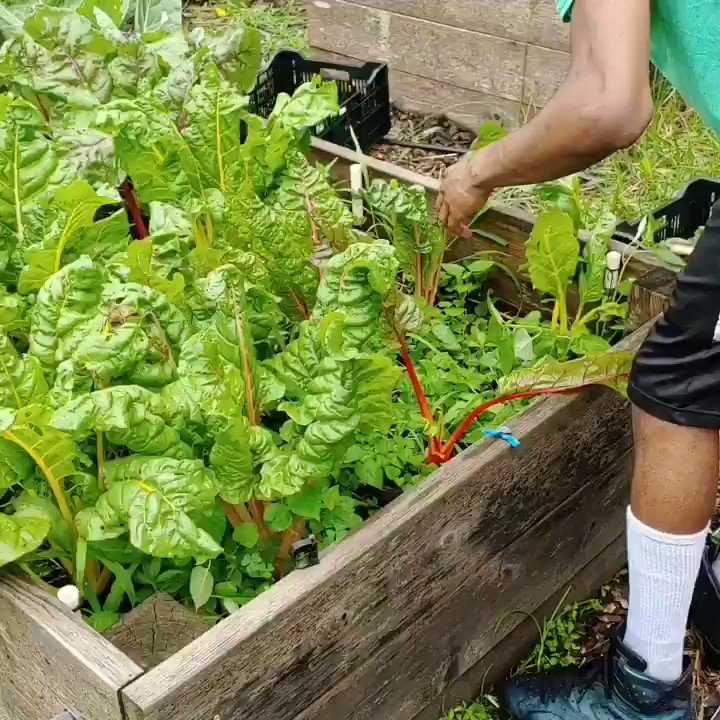 AFRO Beets (@afrobeets) on Twitter photo 2020-07-08 22:20:06 My guys are killing it. Young black men supporting our communities through gardening...love to see it😤💪🏽 My guys are killing it. Young black men supporting our communities through gardening...love to see it😤💪🏽