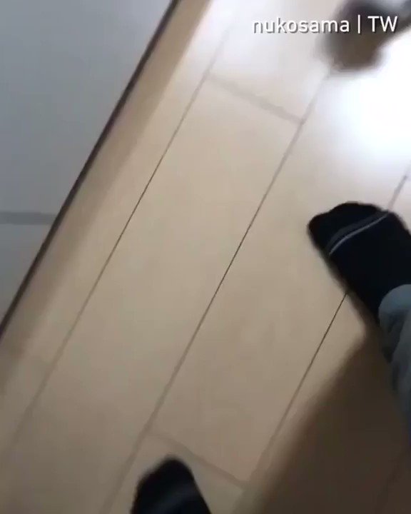 🔊From @nukosama
Conquering human's legs
#meowed #meowedofficial #TheMeowedClub https://t.co/Vmf0DMvIWA