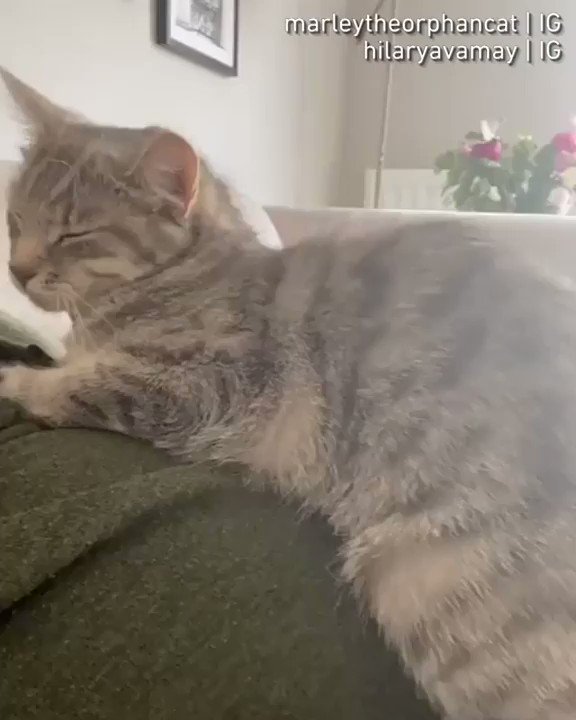 From marleytheorphancat with hilaryavamay⠀
Protecting smol hooman from the very beginning
#meowed #meowedofficial #TheMeowedClub https://t.co/smUZ1hvJXm