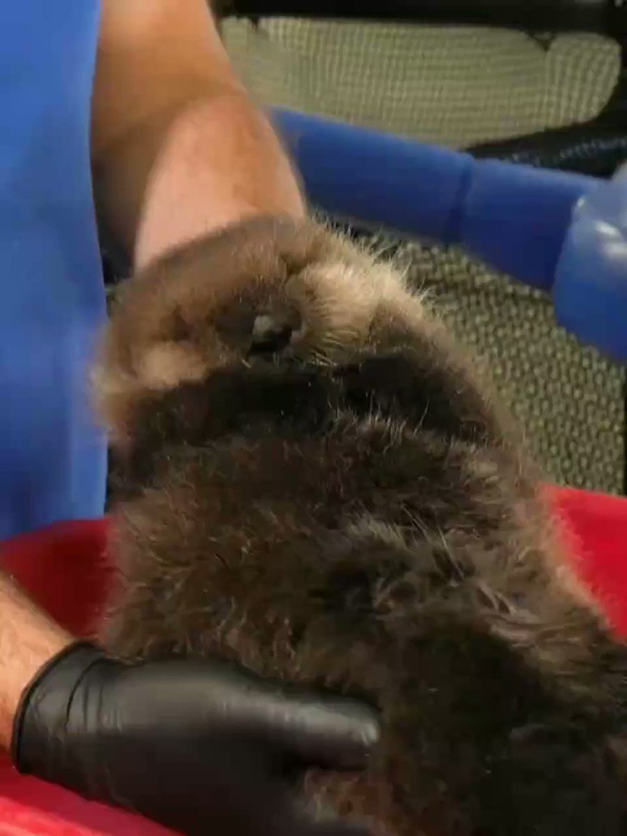 Joey is the most fuzzy patient on site right now... And his dense fur requires a lot of constant maintenance. #otters #seaotters #CuteAnimals #Vancouver #yvr https://t.co/d7nEXIxSBA