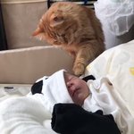 赤ちゃんに興味深々な猫ちゃん!その後ずっと仲良しな2人にほっこり!