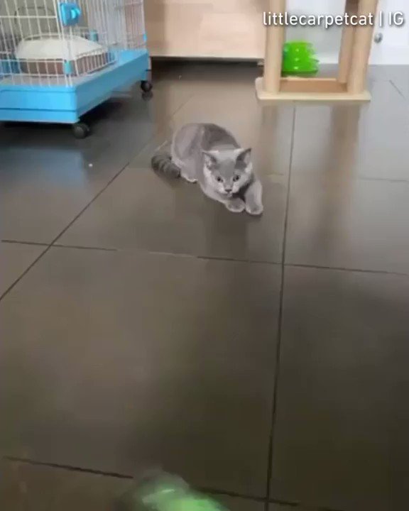 From littlecarpetcat
Fast and furrious
#meowed #meowedofficial #TheMeowedClub https://t.co/F1WKwgv3BM