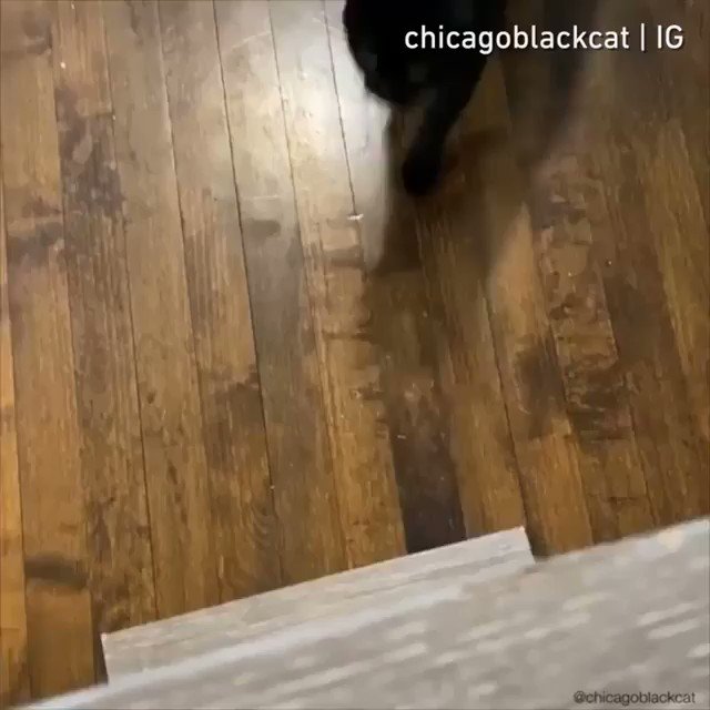 From chicagoblackcat
I am the night. Plz feed the night.
#meowed #meowedofficial #TheMeowedClub https://t.co/aIY6MuuySe