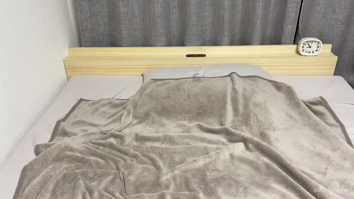 ダブルベッドで優雅に寝ているハムスター
#ハムスター https://t.co/soFkB0lWoD
