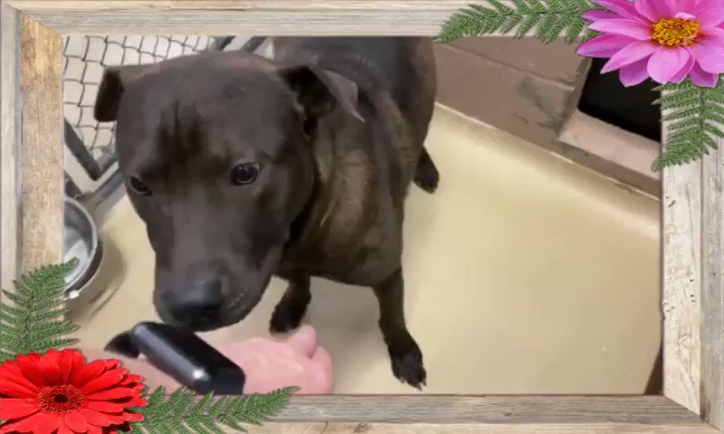 💥
🆘 #STILL Being Overlooked!
💥🆘 HARRIS COUNTY ANIMAL SHELTER HOUSTON #TEXAS🆘
🆘 Needs out/ A HOLD TODAY #FRIDAY 10TH JULY BY 5PM💥
🚨🚨AT HIGH RISK FOR #EUTHANASIA TONIGHT🚨🚨
#A556587 HARRISON
Is a gorgeous 2yr 1mth old (N) (M) Lab Retr mix.. ❤️HW-
More⬇️ https://t.co/b9HDvwXqt5
