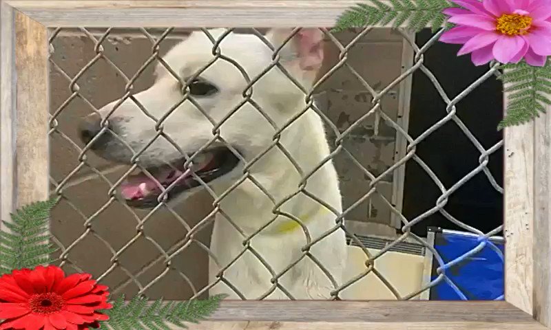 🔥
Critical Now 📢
🆘 HARRIS COUNTY ANIMAL SHELTER HOUSTON #TEXAS🆘
‼️ Could Be Killed #TODAY💉
📣 Pls Share! #Adopt #Foster #Rescue #Pledge 🔥
Bolt #A557705
Is a gorgeous 1yr old (M) Shepherd/Lab mix❤️HW-
Pls give this sweetheart a home!
https://t.co/AiSF2R0IYx
More⬇️ https://t.co/j7UWcdrK3m