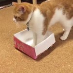 やっぱり猫は液体だった？wどうみても入れなさそうな小さな箱vsどうしても入りたい猫w