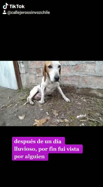 Buscamos hogar para #Chocola Perrita rescatada, 5 años aprox, se lleva bien con gatos y perros.
Es tranquila y sumisa
Actualmente en hogar temporal en Santiago...
Desparacitada y vacunada
Interesados contactar a +56957000725 Cristal Martínez @titalita1988 https://t.co/M6pd6bTLdZ