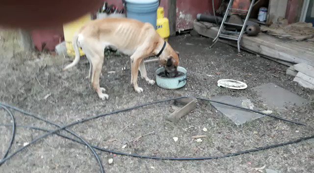 Está Gran Danés busca hogar, no la alimentan y no la quieren además, se entrega esterilizada, porfa, busquémosle hogar 🙏 Stgo 977671984 @patrmarsh @kattykowaleczko @TonkaTP @XimenaAG70 @ClaudiaRochefo1 @inpolitic @jrdevices @canelapali @KathySalosny @Salvandopatit4s https://t.co/0wbg9QQSd3