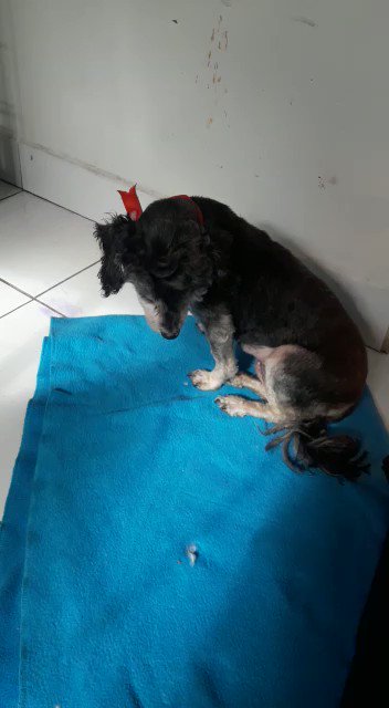 Pupy anímicamente se encuentra mucho mejor ella está internada del 29 de junio hasta la fecha en hospitalización tratamiento e insumos y cirugía dándome un total aprox de $250.000 necesitamos muchos milagros ellos confiaron que los ayudariamos y yo confío que podremos pagar 🙏😭 https://t.co/mjlb672Zsg https://t.co/axQ8b8hwBZ