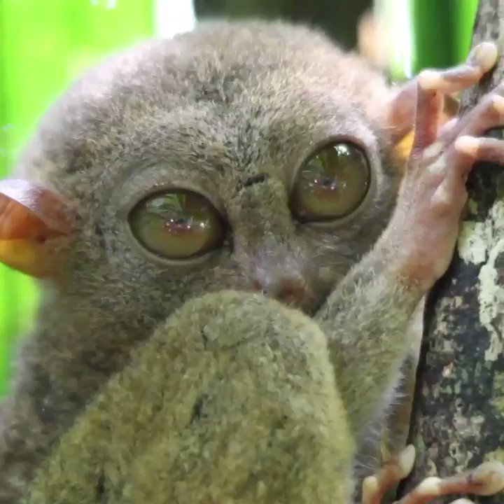 Animal Planet on Twitter: Animal Planet on Twitter: