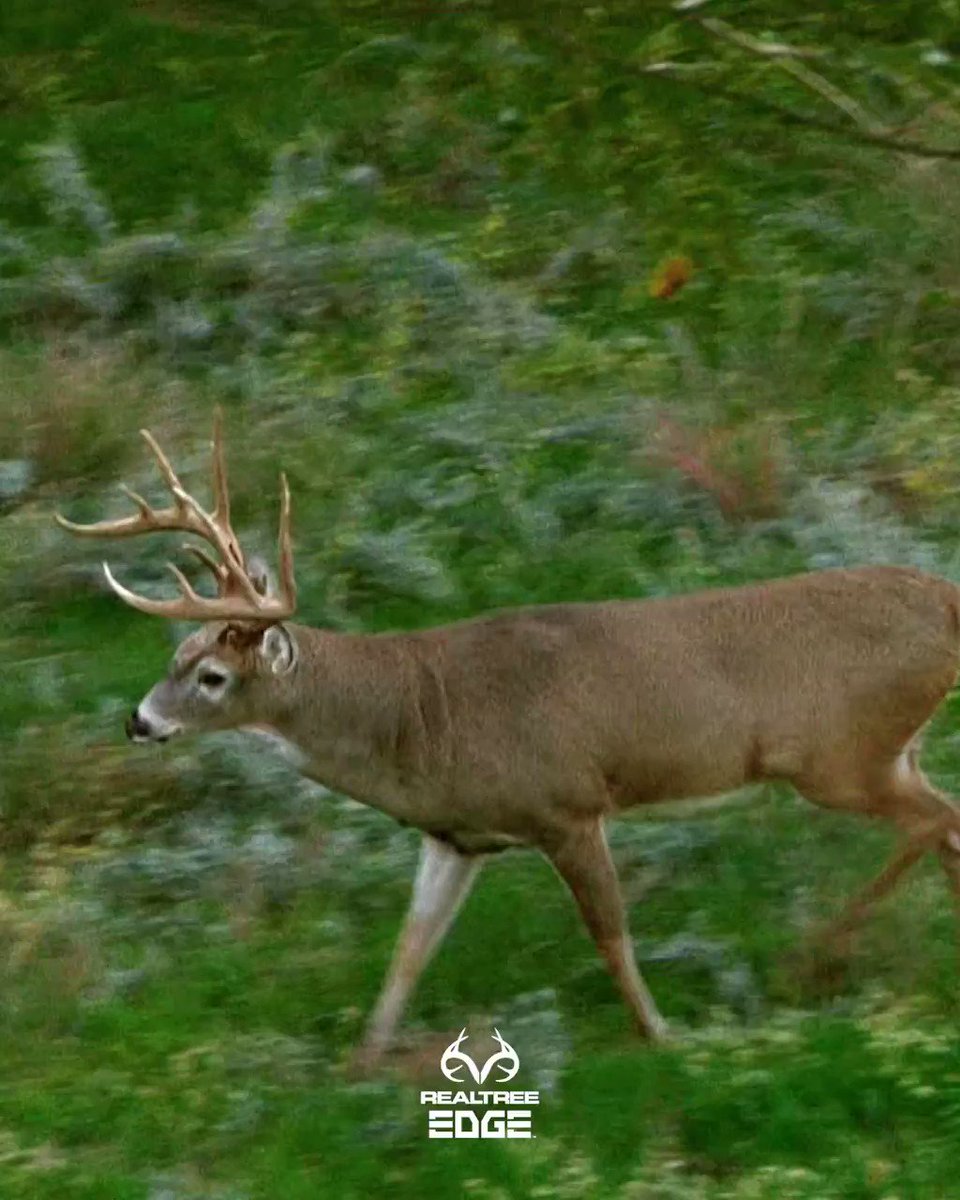 Realtree (@Realtree) on Twitter photo 13/07/2020 22:23:14 Who's ready to give 'em that 'MEH' ?? . @Buckventures | @trophyridge | @BearArchery Who's ready to give 'em that 'MEH' ?? . @Buckventures | @trophyridge | @BearArchery