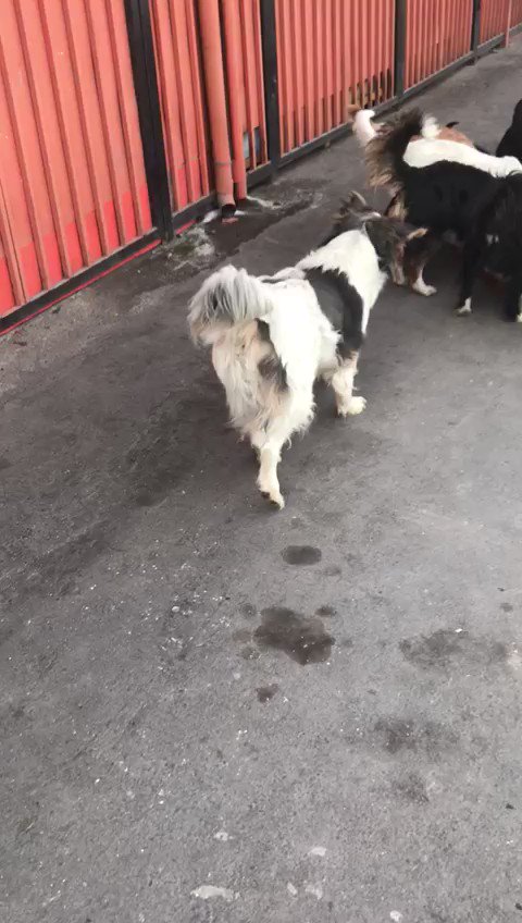 Otro caso COVID, dueño murió y quedaron solos en un taller mecánico que lo deben desalojar, son 9 😭🙏🙏urgente hogar, Stgo 977671984 @patrmarsh @XimenaAG70 @canelapali @TonkaTP @jrdevices @inpolitic @PerrosPlazaHuem @KathySalosny @kattykowaleczko @silvfon @5lorefuentes https://t.co/lTs3ImWlhP
