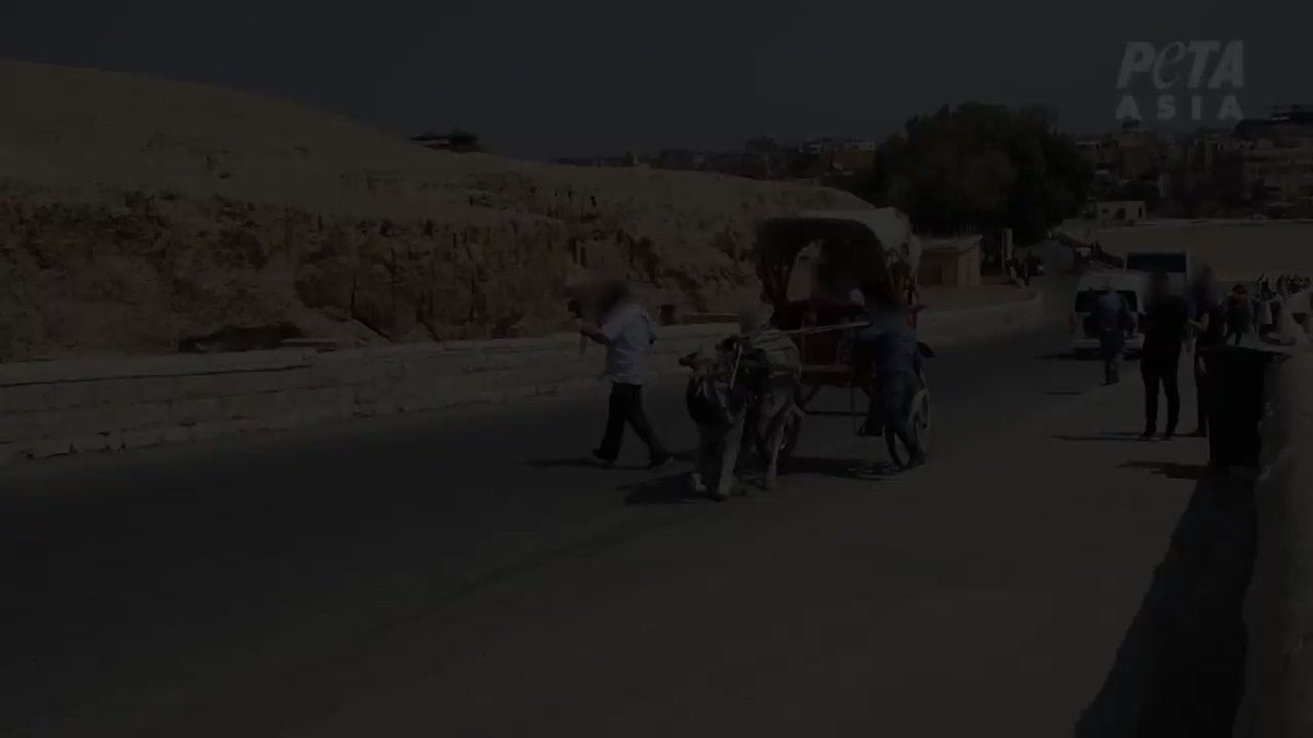 Alors que l’Égypte rouvre ses sites touristiques au public, faites bien attention à ne pas payer pour des attractions qui exploitent et tuent des animaux. 💔
🙏 RT et signez notre action pour aider ces animaux ➡️https://t.co/mYwf0elvTR https://t.co/PpfHAu8yBy
