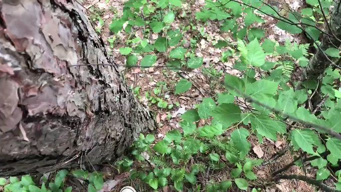 THE SOUND ????

#piss #public #teencams #tease #forest #kinkygay #kinkyteen #twink #hung #horny #hmu