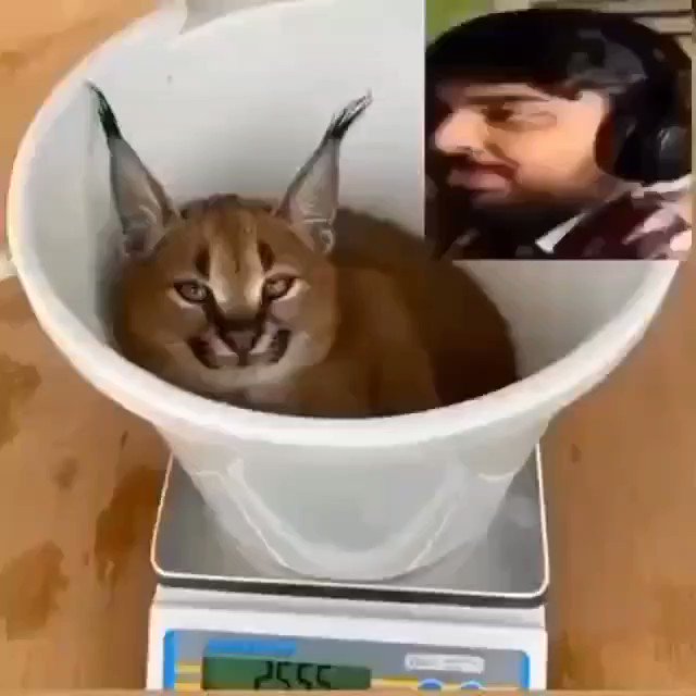 big floppa Funny memes, Cat memes, Funny laugh