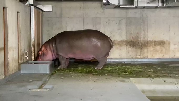 ああああ さん がハッシュタグ カバ をつけたツイート一覧 1 Whotwi グラフィカルtwitter分析 ああああ さん がハッシュタグ カバ をつけたツイート一覧 1 Whotwi グラフィカルtwitter分析