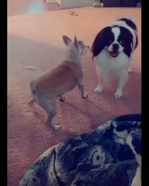 Why Do Dogs Dry Hump The Air