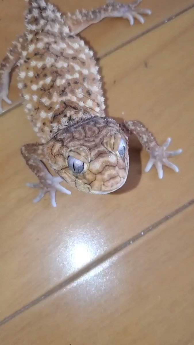 @AmazingRep0326's video Tweet