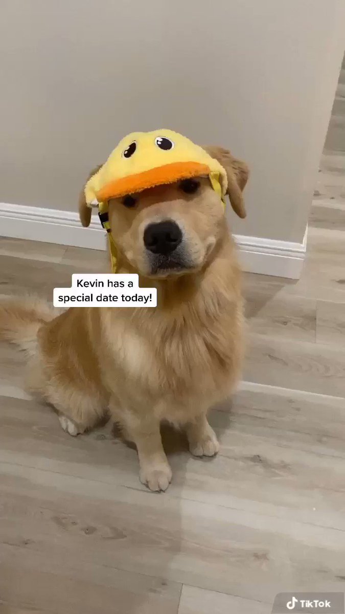 Kevin went on a date 😳 #GoldenRetriever #Dog #sundayvibes #couples https://t.co/KHy2oZLv2k
