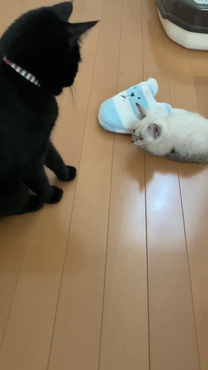 新入りの保護猫ちゃんにどう接したら良いか分からない…先住猫ちゃんの態度が可愛すぎる！