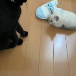 新入りの保護猫ちゃんにどう接したら良いか分からない…先住猫ちゃんの態度が可愛すぎる!