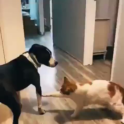 初対面は誰だって緊張する！猫と犬もお互いを確かめ合い仲間か判断