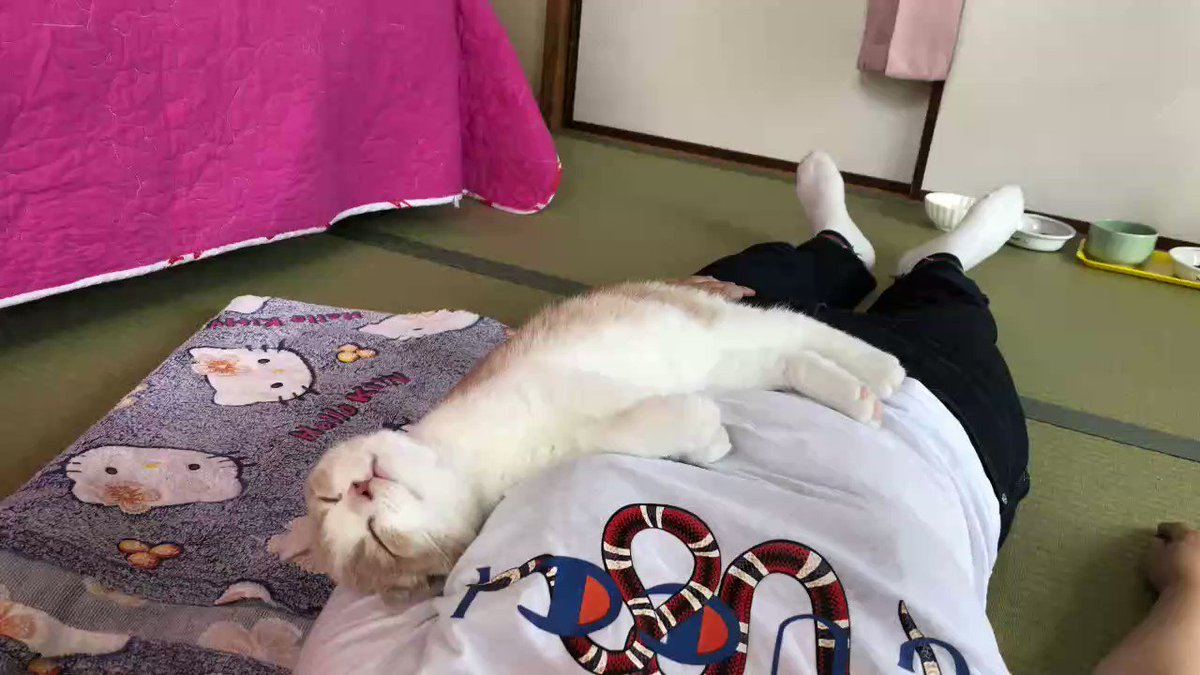 猫にとって、これ以上にない幸せ！飼い主さまの上で眠る！！