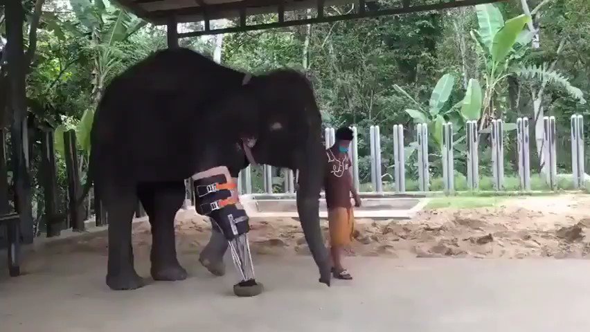 ❝Compassion is not religious business, it is human business, it is not luxury, it is essential for our own peace & mental stability, it is essential for human survival.❞
– Dalai Lama
Prosthetic leg for the Gentle Giant..
Beautiful! 🥺😭
📽Imgur..🐘🐾 https://t.co/NIOH40ebo9