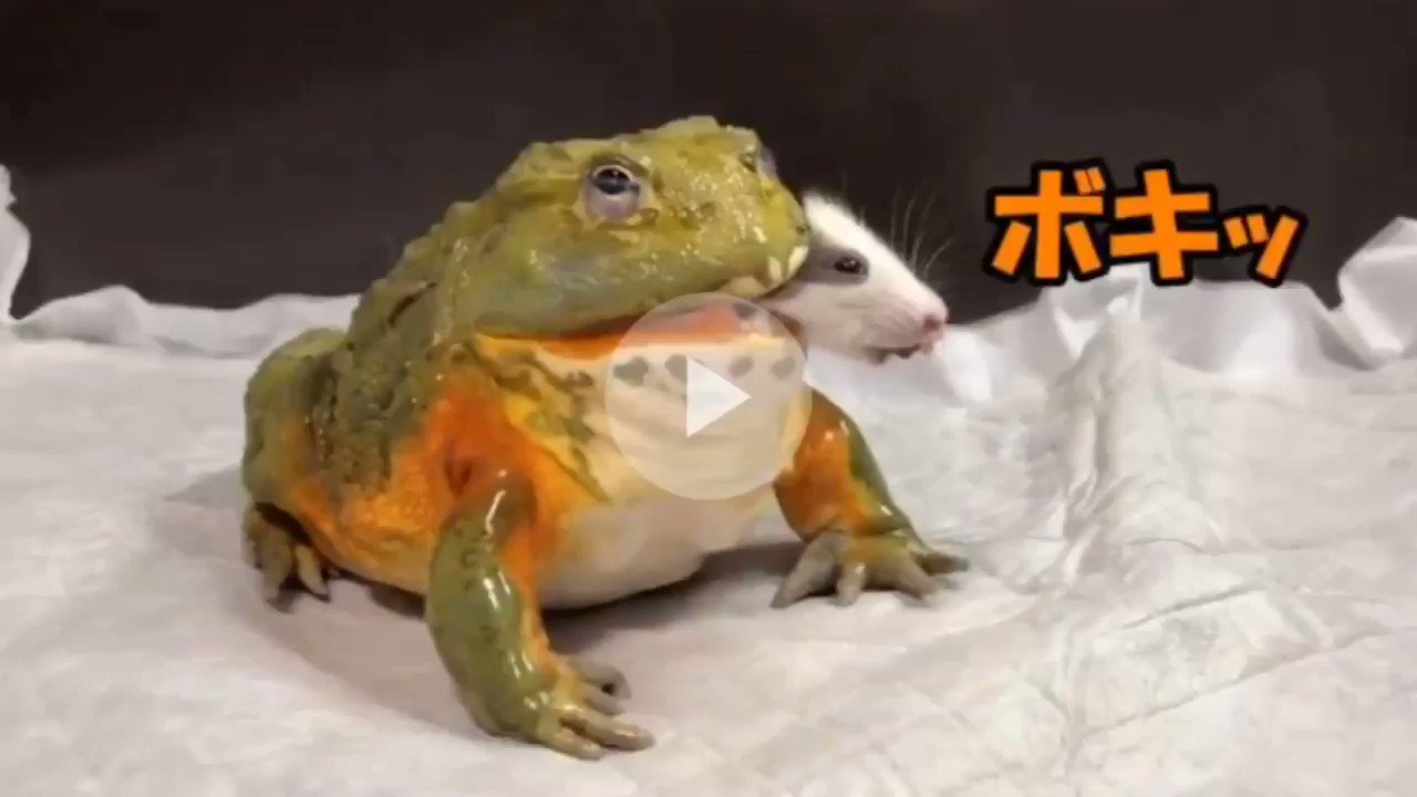 Buzztube 閲覧注意 ネズミの頭蓋骨を噛み砕いて食べるカエルが怖すぎ 続き T Co Lcd6khjnwa T Co Bmsyfpcu8r Twitter