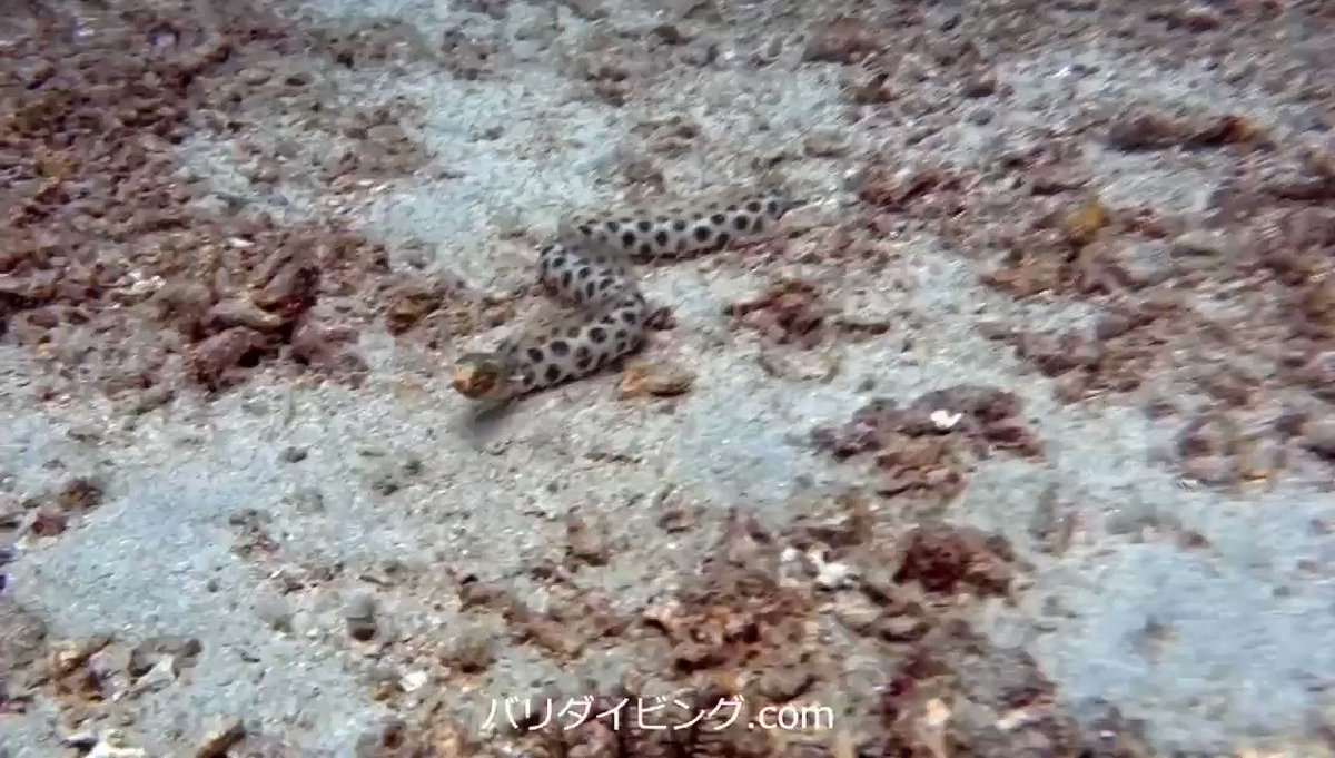 ダイビングで遭遇する ウミヘビ って猛毒を持つヘビなの Max Diveバリ バリ島でダイビングを楽しもう