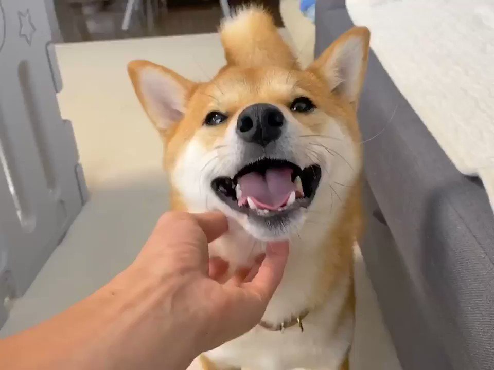 ついふぁん 柴犬りんご郎さんの人気ツイート