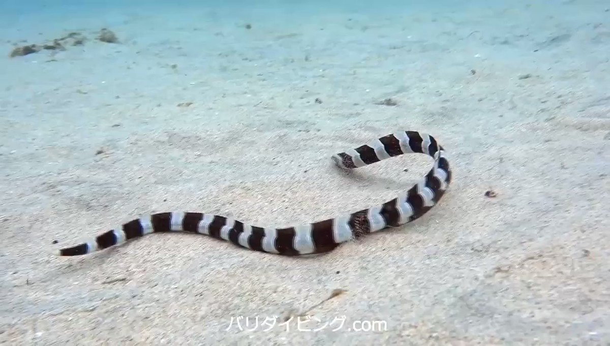 ダイビングで遭遇する ウミヘビ って猛毒を持つヘビなの Max Diveバリ バリ島でダイビングを楽しもう