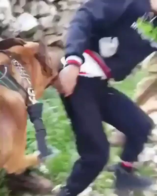 This is pure, unadulterated fascism.
Using a dog to terrorise a young Palestinian kid.
How can this behaviour be justified?
Apparently it is antisemitic to call out Israel's unbridled cruelty toward Palestinian childrens
https://t.co/dba0OPOYOJ