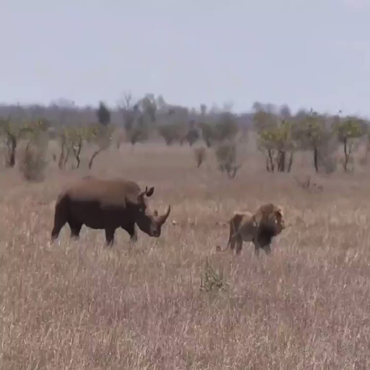 Earth Animal Planet on Twitter: Earth Animal Planet on Twitter: