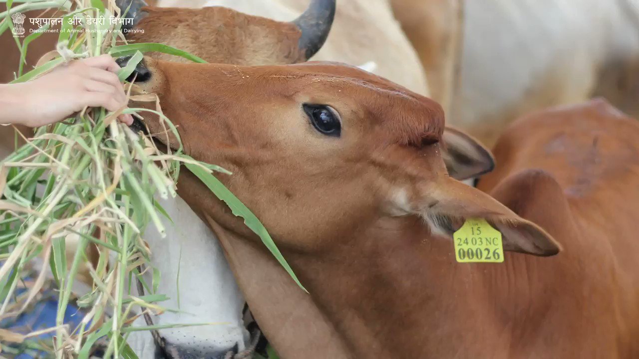 Dept of Animal Husbandry & Dairying, Min of FAH&D on Twitter: Dept of Animal Husbandry & Dairying, Min of FAH&D on Twitter: