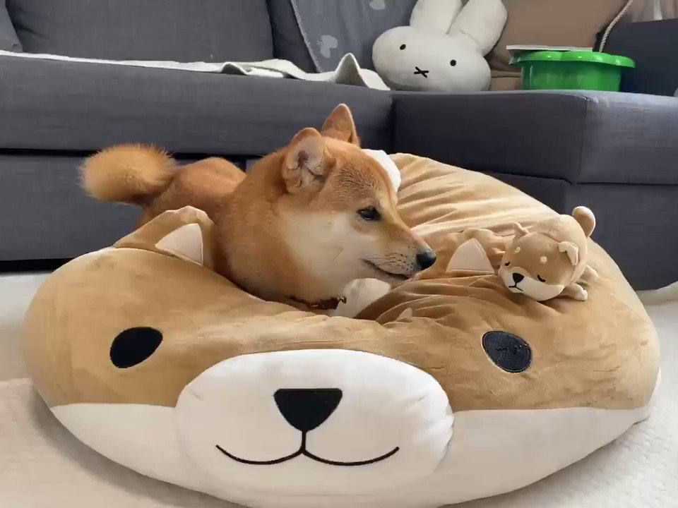 人生 ドンキ クッション 犬