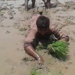 確かに楽そうにも見える？!画期的な方法で田植えを行う人たちの動画!