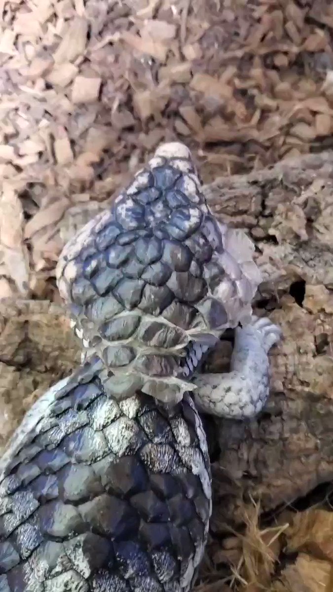 @AmazingRep0326's video Tweet
