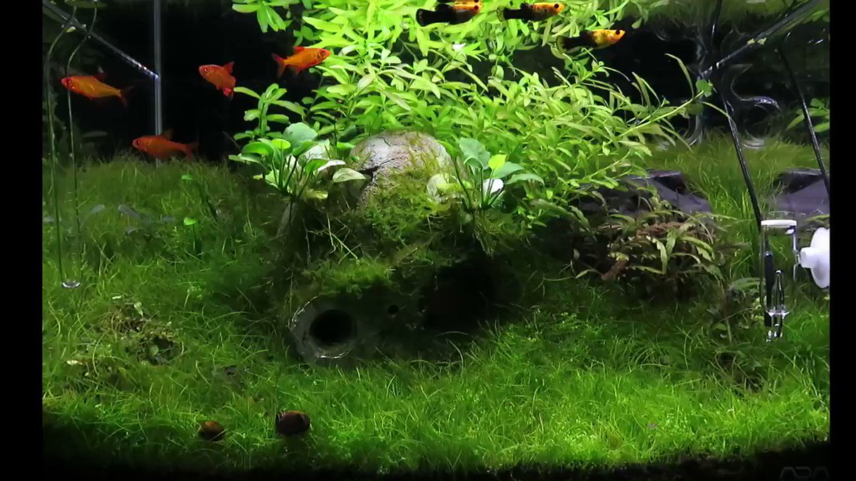 ケイジ 癒しの水槽 45 ジブリ水槽 ロボット兵の思い お疲れ様です 天空の城ラピュタ ジブリ ケイジ 癒しの水槽 45 ジブリ水槽 ロボット兵の思い お疲れ様です 天空の城ラピュタ ジブリ