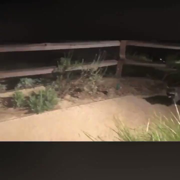 "Crockett the Raccoon's" friends were caught on video! 🦝💙