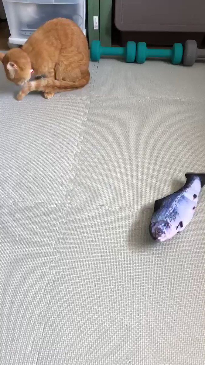 バタバタ動くやたらリアルな魚のおもちゃを猫さんに見せてみたら ドアの隙間からじっと見つめたまま固まってしまった Togetter バタバタ動くやたらリアルな魚のおもちゃを猫さんに見せてみたら ドアの隙間からじっと見つめたまま固まってしまった Togetter