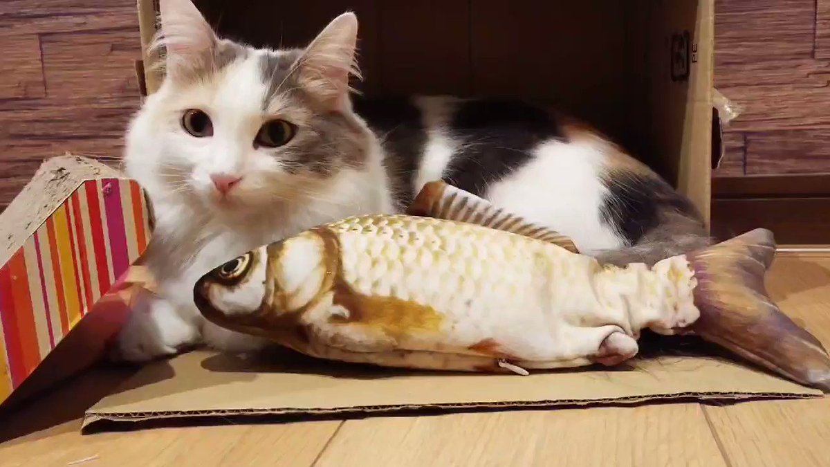 バタバタ動くやたらリアルな魚のおもちゃを猫さんに見せてみたら ドアの隙間からじっと見つめたまま固まってしまった Togetter バタバタ動くやたらリアルな魚のおもちゃを猫さんに見せてみたら ドアの隙間からじっと見つめたまま固まってしまった Togetter