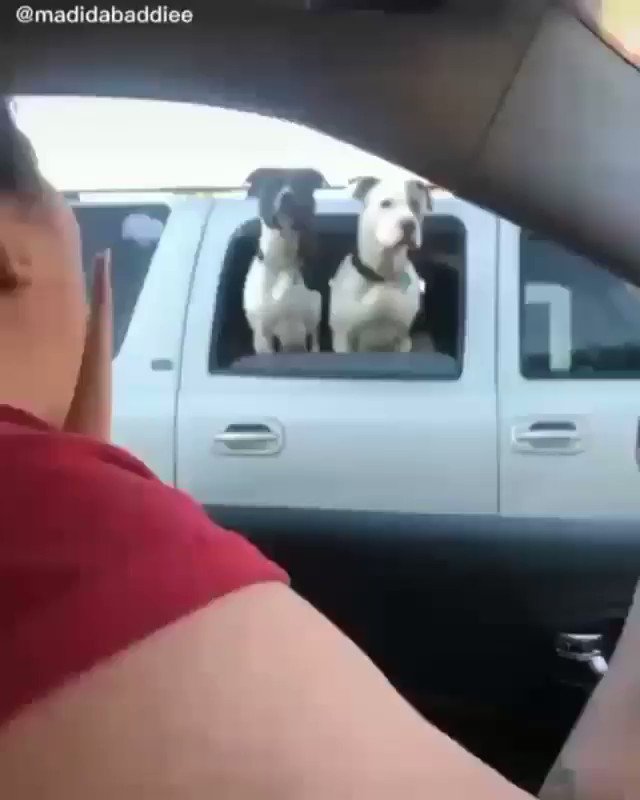 Paparazzi 😎😂🐾 https://t.co/8zhoi6rwqn