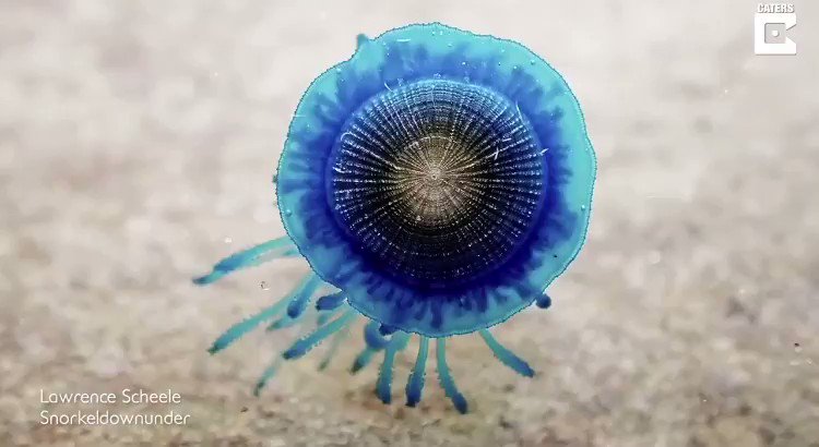 Sofía Martínez-Villalpando (@sofiabiologista) on Twitter photo 2020-08-04 03:16:19 Porpita porpita, or blue button, is a marine organism consisting of a colony of hydroids found in the warmer, tropical and sub-tropical waters. 📸 Lawrence Scheele Porpita porpita, or blue button, is a marine organism consisting of a colony of hydroids found in the warmer, tropical and sub-tropical waters. 📸 Lawrence Scheele