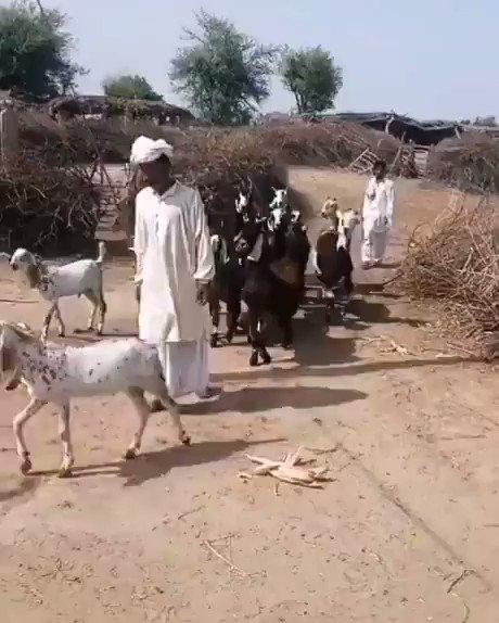 The return of the disco goats, an instant cure for the midweek blues.
Sound on π
https://t.co/49dR4uK8PM