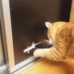 見てる側も飽きません!wヤモリと窓越しに格闘する猫ちゃんw