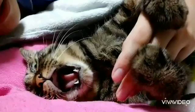 盲目の猫のTwitterイラスト検索結果。