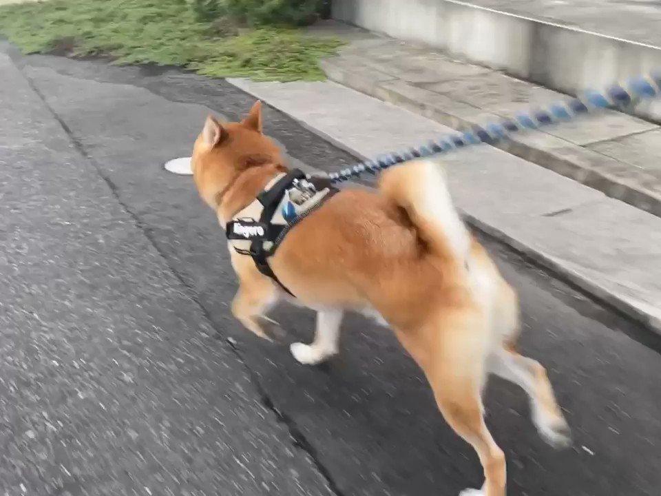 ついふぁん 柴犬りんご郎さんの人気ツイート