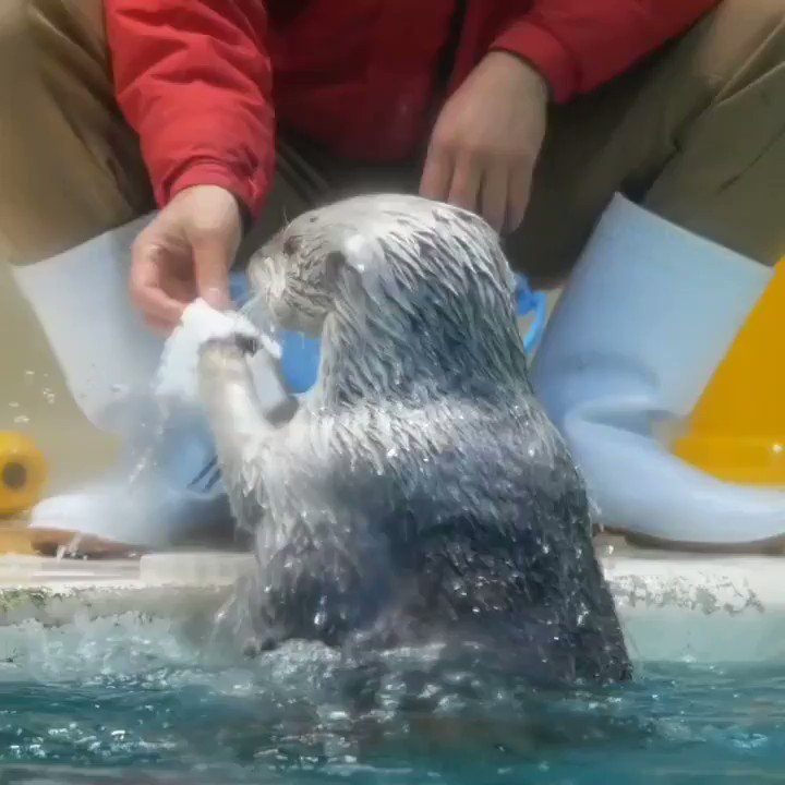 鳥羽水族館のラッコ メイちゃん がコンコン確認してから飼育員さんに返してくれる動画がかわいい 脇の袋の収納力を見せつけてくれる たまらない Togetter